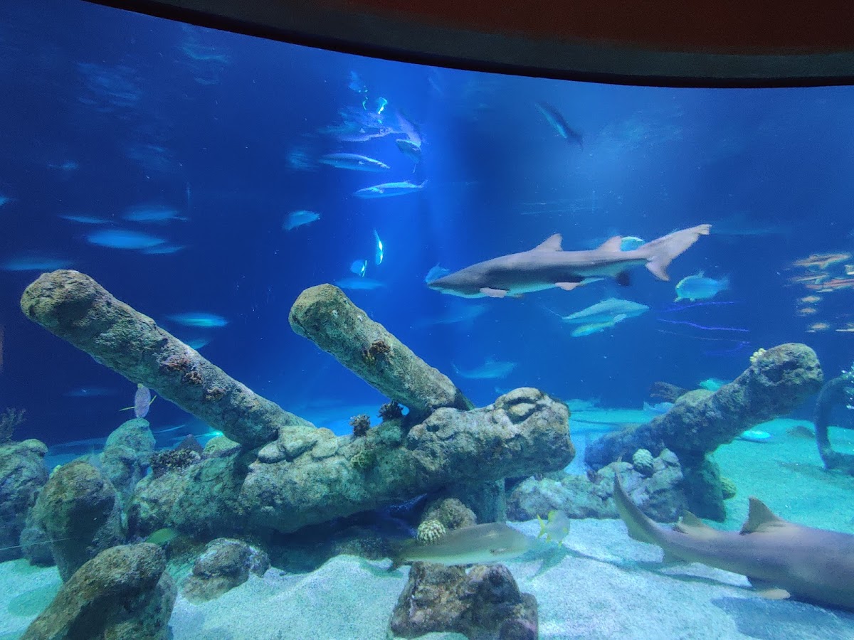 ABQ BioPark Aquarium, foto 2