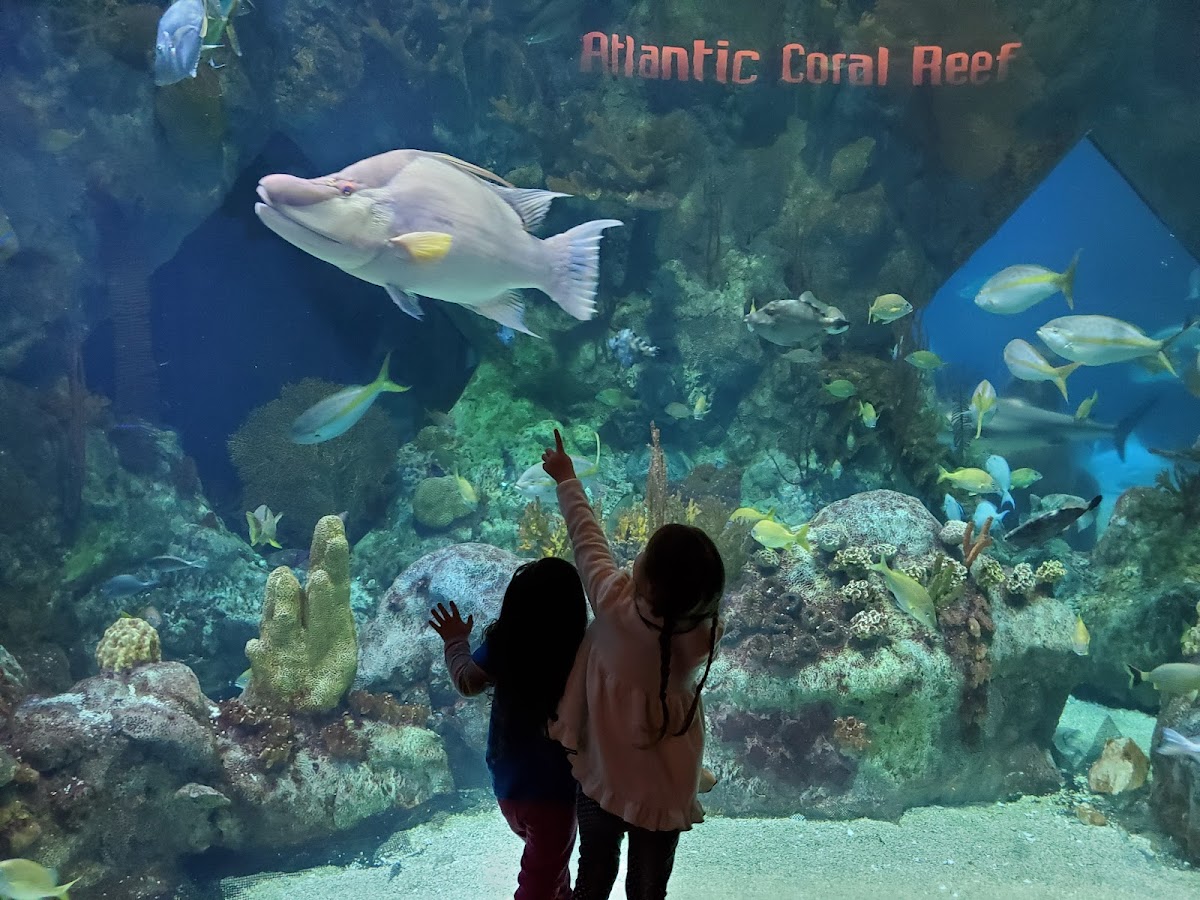 ABQ BioPark Aquarium, foto 4
