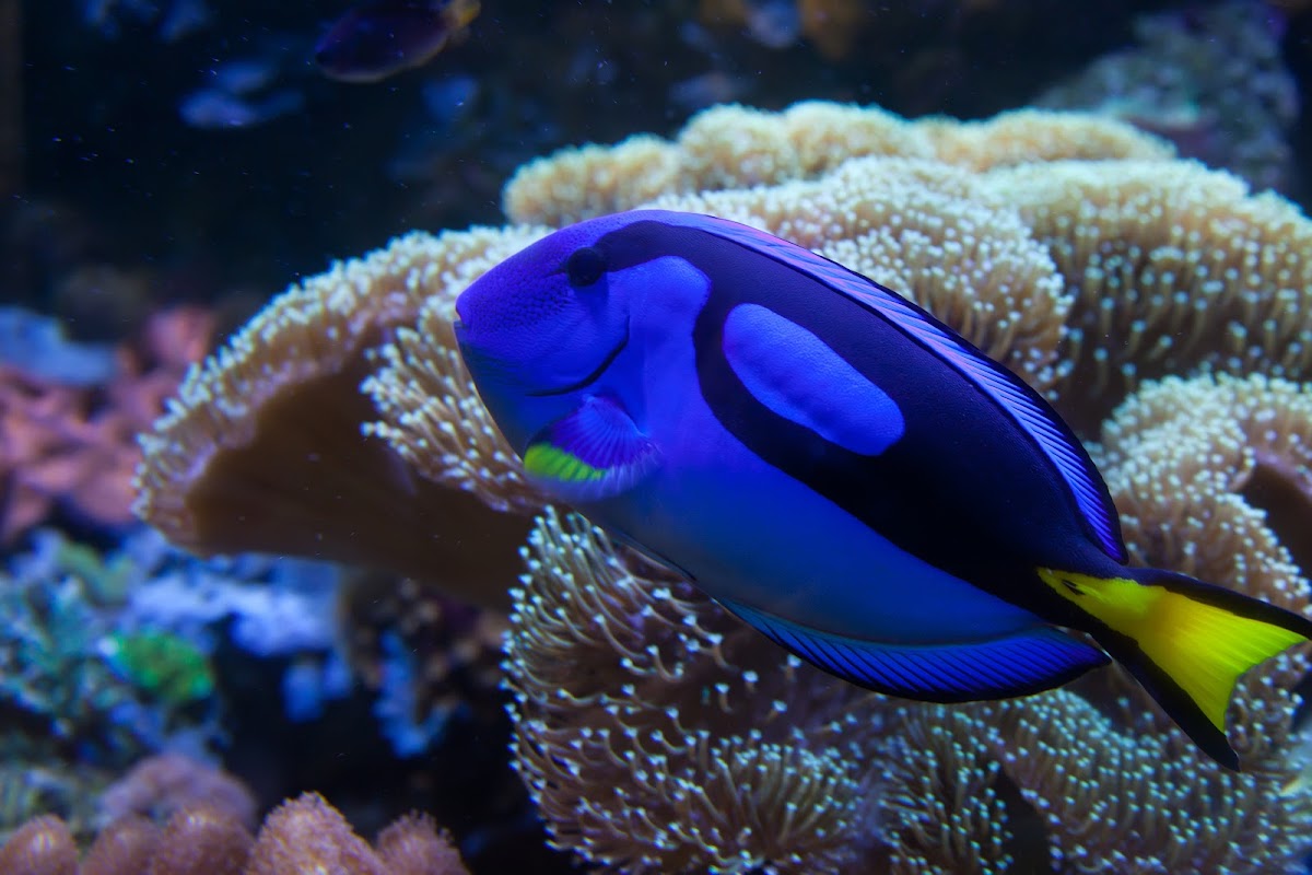 ABQ BioPark Aquarium, foto 1