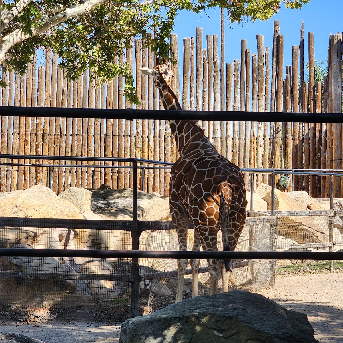 ABQ BioPark Zoo 2