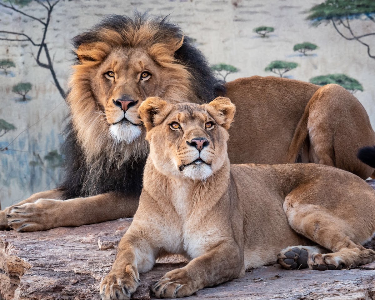 ABQ BioPark Zoo - Romantic date spot in Albuquerque