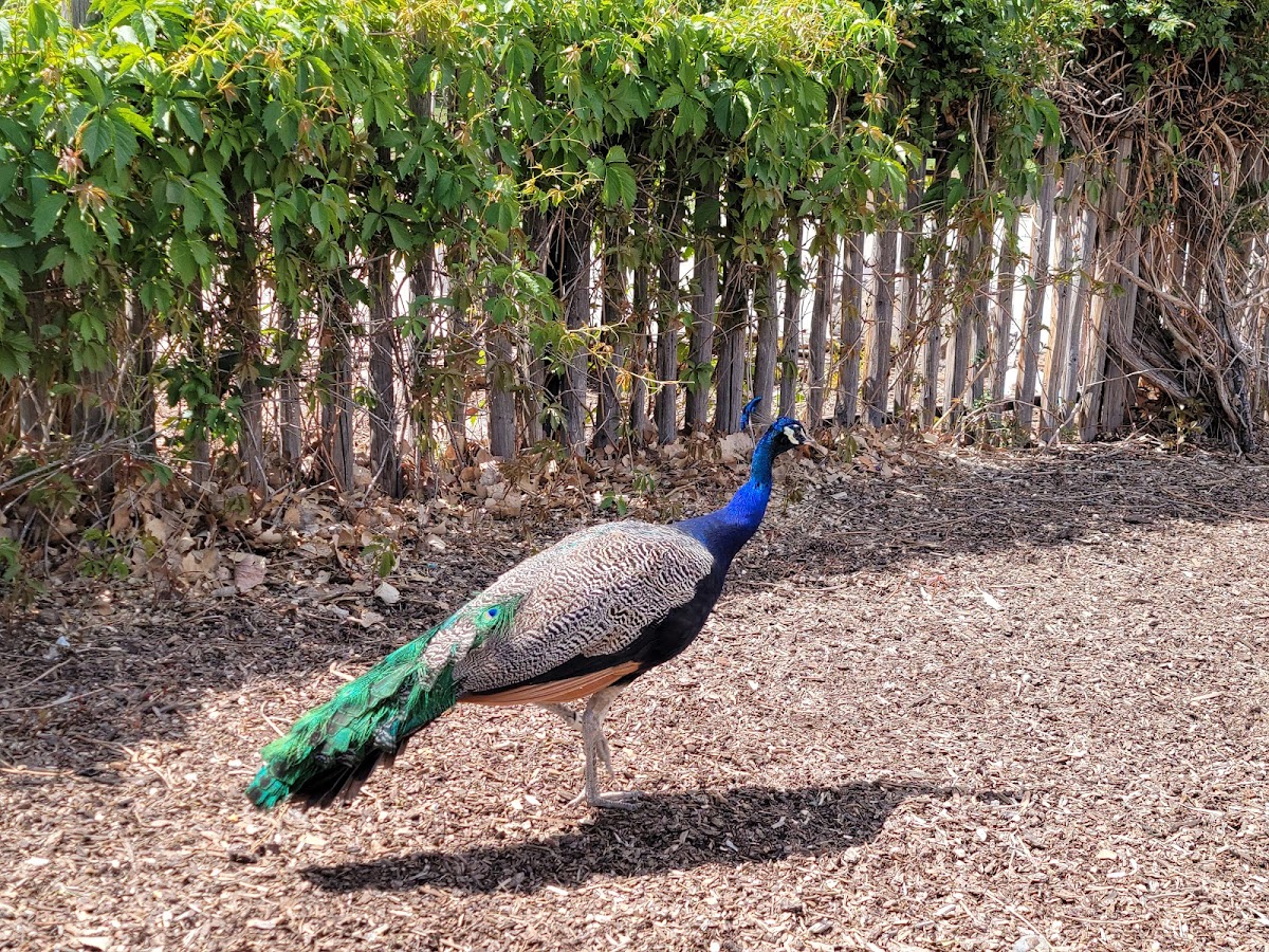 ABQ BioPark Zoo 4
