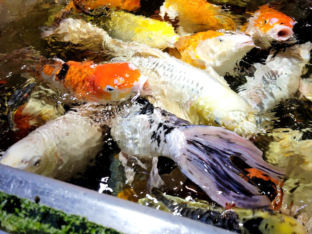 Austin Aquarium 4