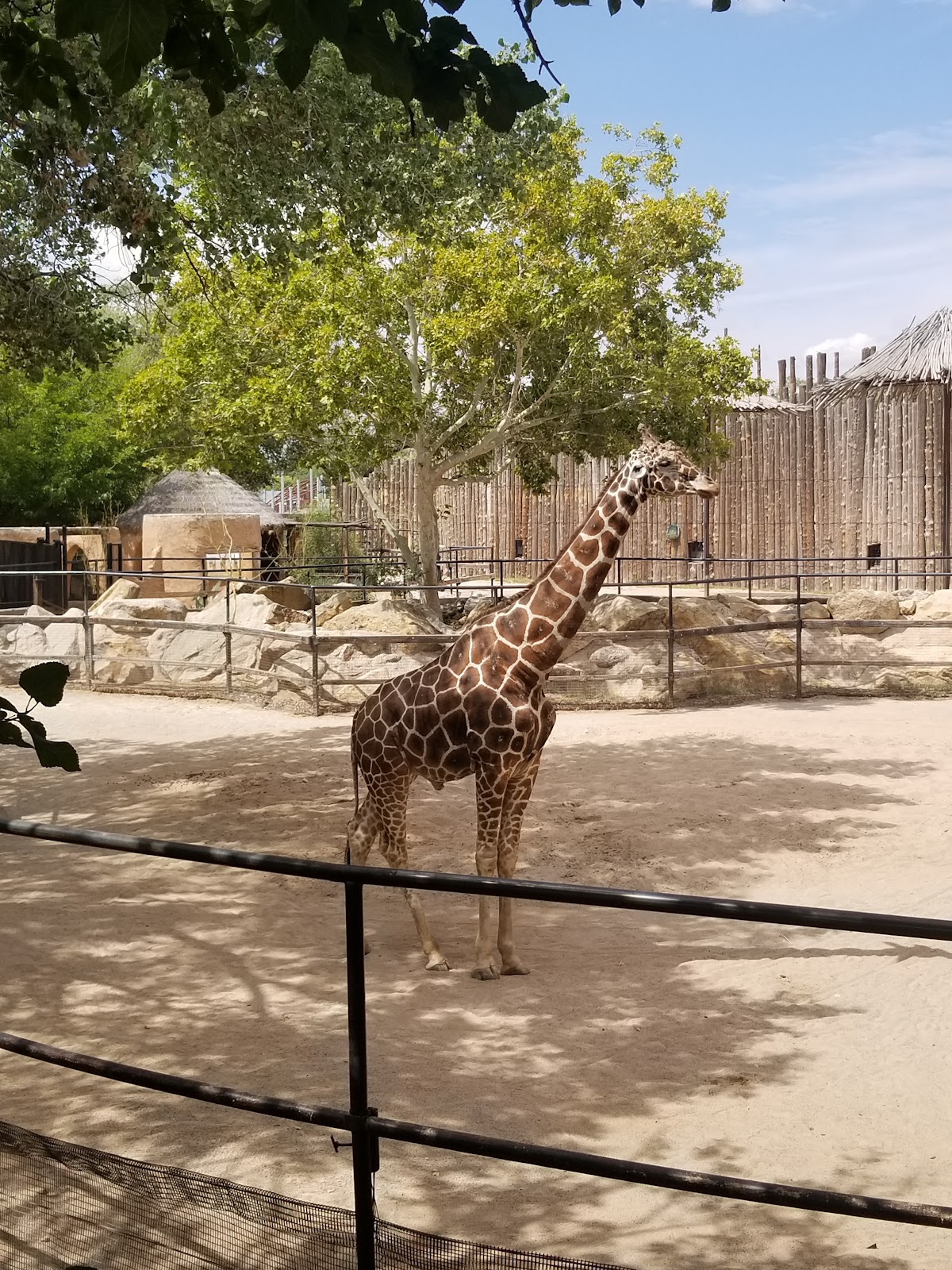 BioPark Zoo Music, foto 1