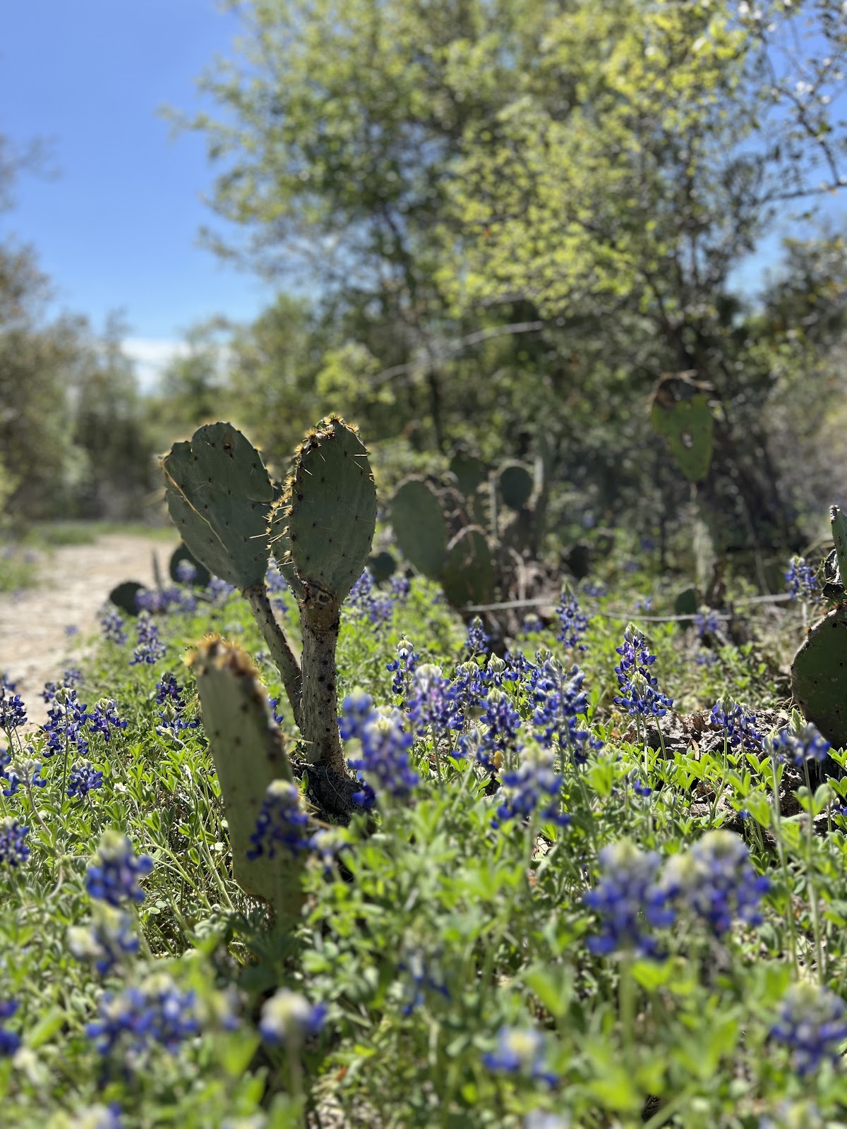 Blunn Creek Nature Preserve 3