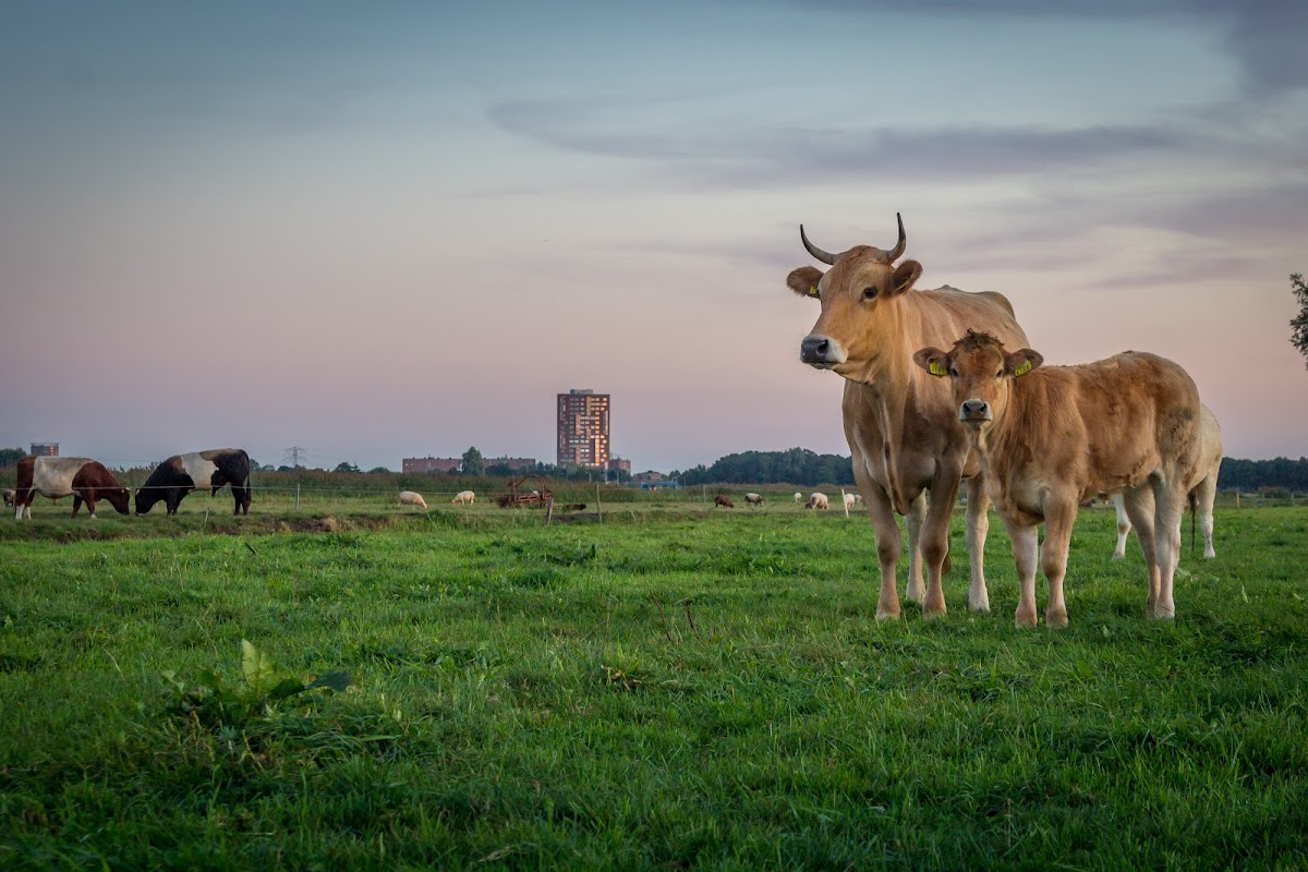 De Eemlandhoeve, foto 3