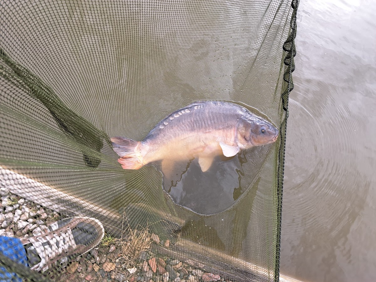 Fishpond "De Biesbosch", foto 2