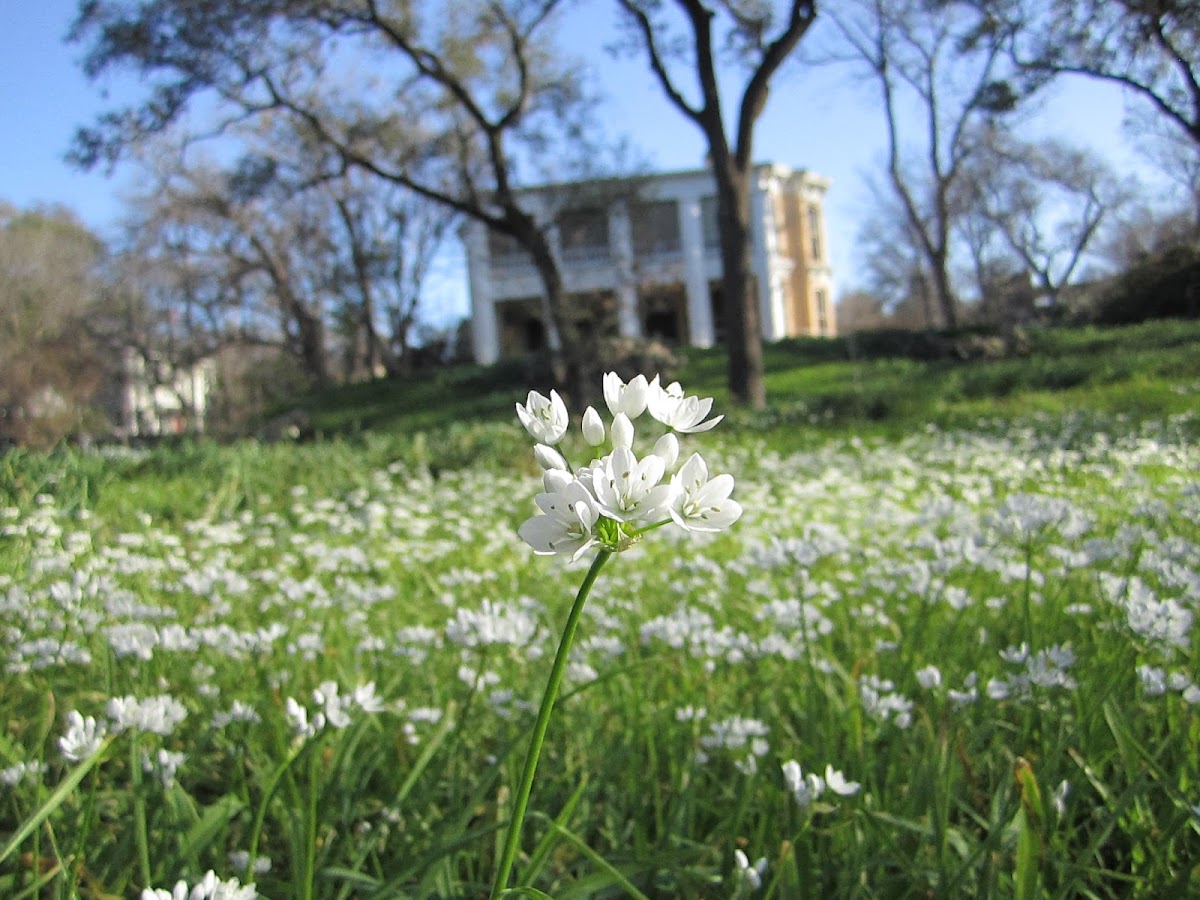 Flower Hill Center - Romantic date spot in Austin