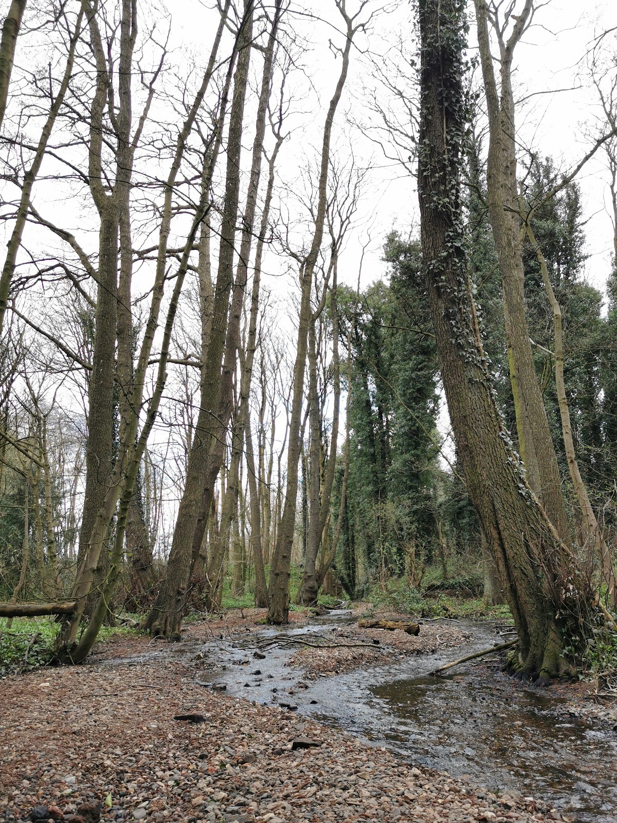 Holly Wood Nature Reserve, foto 1