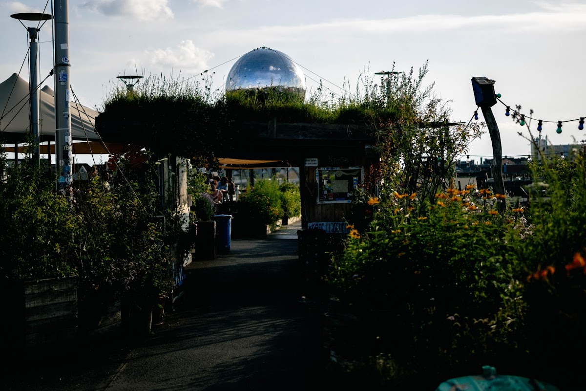 Klunkerkranich, foto 1