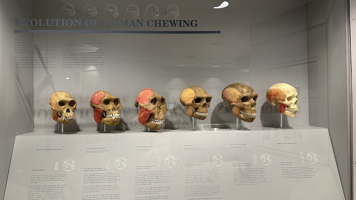 Maxwell Museum of Anthropology, foto 3