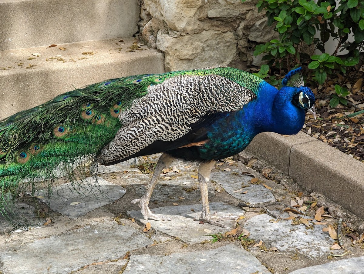 Mayfield Park and Nature Preserve - Romantic date spot in Austin