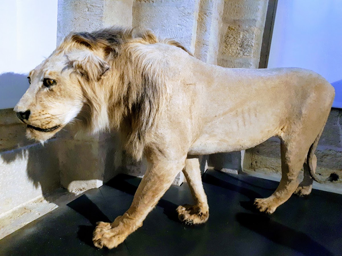 Musée National des Douanes, foto 4