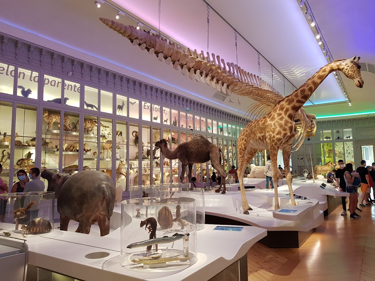 Muséum de Bordeaux - sciences et nature, foto 3