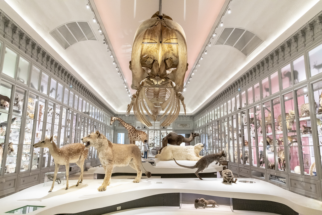 Muséum de Bordeaux - sciences et nature, foto 2