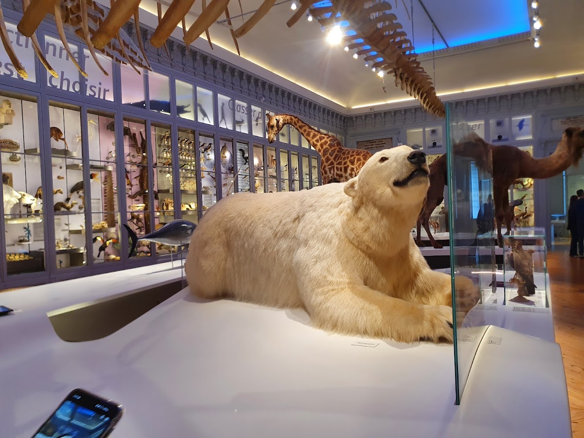 Muséum de Bordeaux - sciences et nature, foto 4