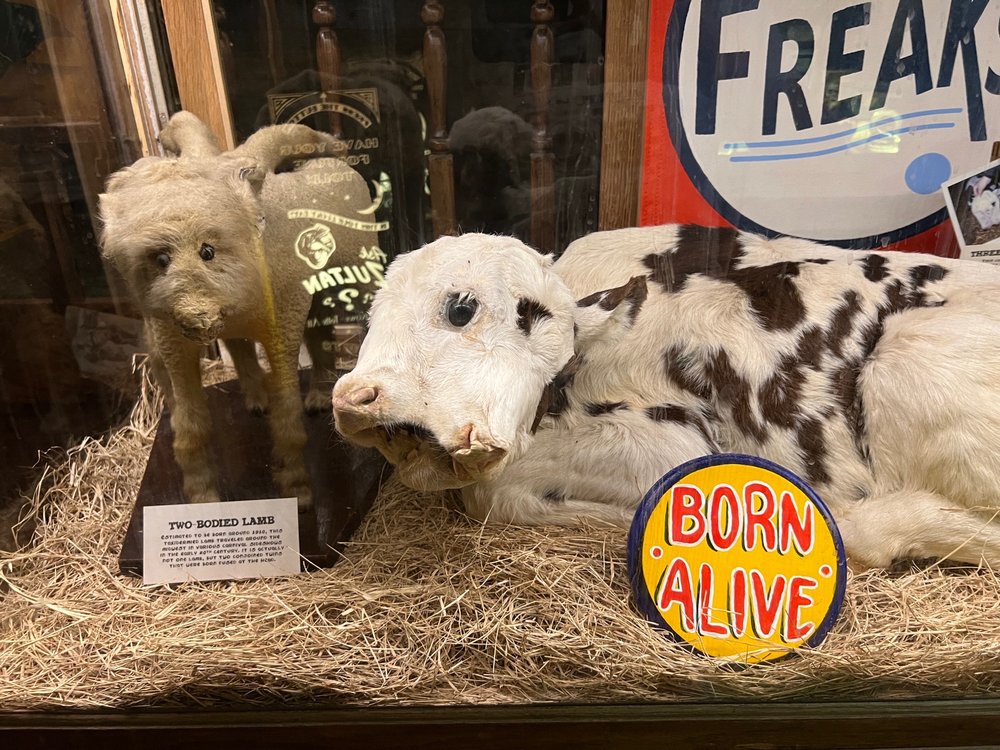 Museum of the Weird, foto 4