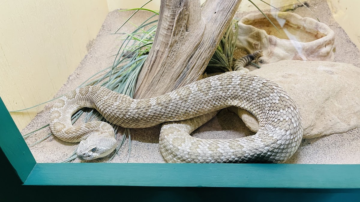 Rattlesnake Museum & Gift Shop, photo 3