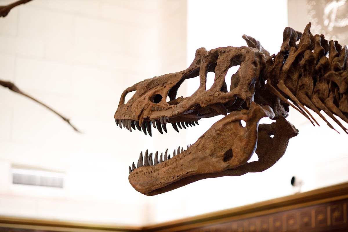 Texas Science & Natural History Museum, foto 1