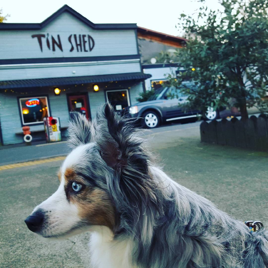 Tin Shed Garden Cafe, foto 4