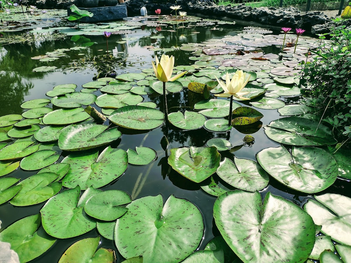 Zilker Botanical Garden, photo 4